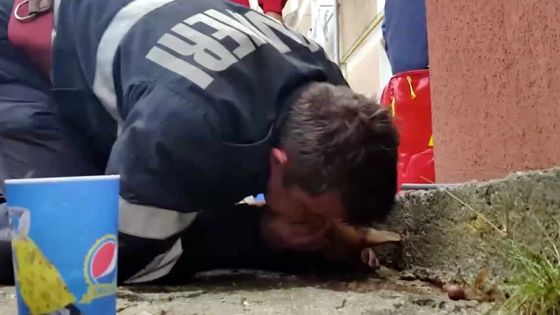 Un pompier fait du bouche-à-bouche à un chien pour le sauver