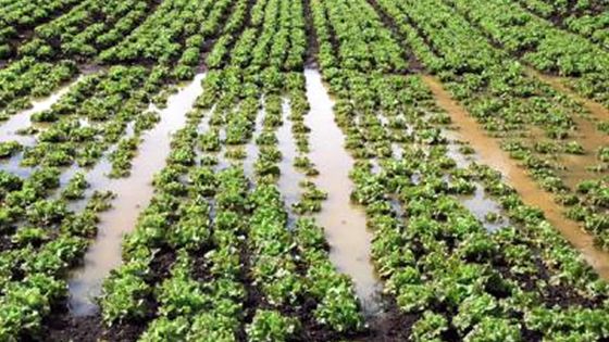 Conséquences des fortes pluies : une pénurie de légumes est en vue, prévient la SPA