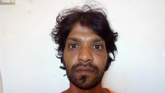 Un voleur de tortue arrêté à Plaine-Verte