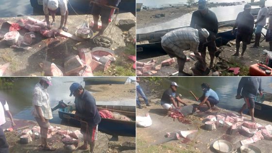 Ouverture des plages : un requin tigre capturé au large de Mahébourg 