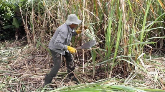 Sucre : l’abolition de la compensation salariale réclamée