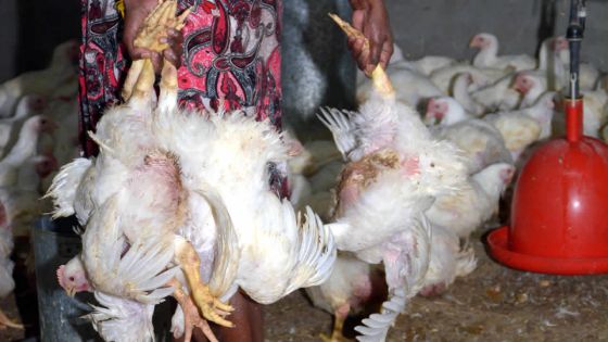 Salmonellose : 35 000 poussins abattus et 21 000 œufs détruits