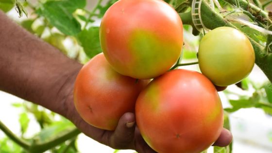 Mercuriale : une surproduction fait chuter les prix de la pomme d’amour