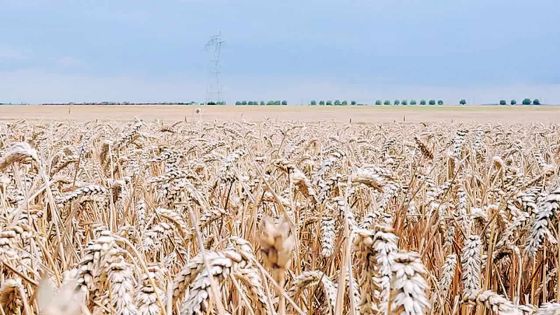 Inflation alimentaire annuelle : la Banque mondiale dresse un bilan inquiétant