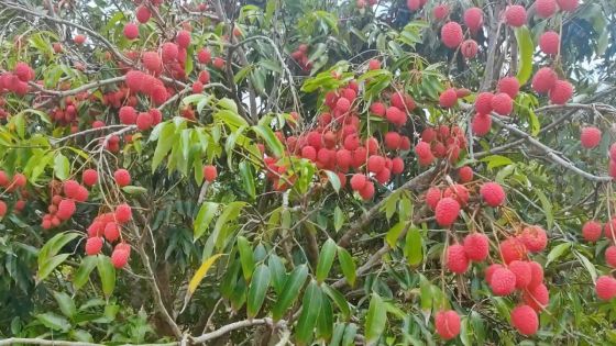 À Beau-Bassin : surpris deux fois le même jour, un voleur de litchis est lynché 