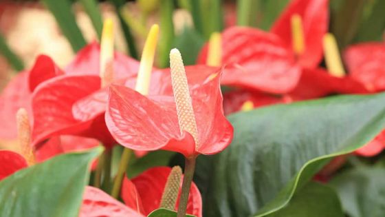 Exportation de fleurs : jusqu’à  50% de baisse prévue cette année