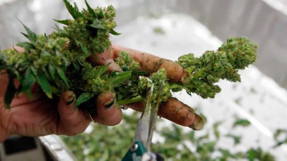 Dans le Sud - Culture de gandia : elle dénonce son époux