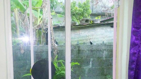 Le conseil de district de Moka : «On ne peut pas intervenir s’il y a moins de 20 bêtes dans l’étable»