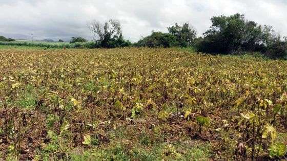 Vacoas - Un arpent de lalos brûlé «à cause d’un pesticide inapproprié»