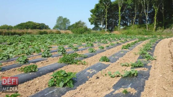 Des petits planteurs posent des conditions pour la relance de la production vivrière