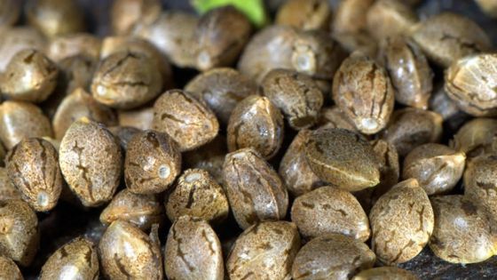 Arrêté avec des semences de cannabis : «Mo ti pou zet zot. Mo sorti travay gardien la», lance un jeune homme aux policiers