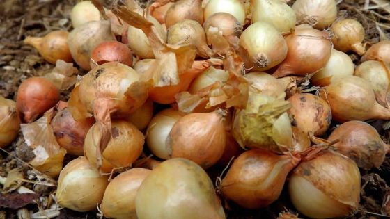 Culture : 525 arpents d’oignons abîmés lors des averses