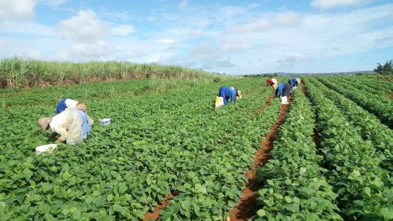 Diversification : Rose-Belle Sugar Estate se lance dans la production des orchidées