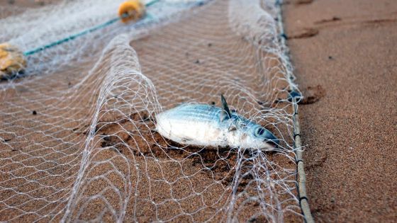 Bilan du Fisheries Protection Service: 105 cas de pêche illégale enregistrés de janvier à juin 2016