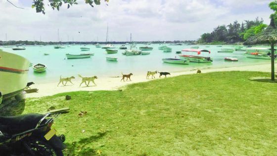 Beach Authority : la plage de Grand-Baie sera réhabilitée d’ici deux mois
