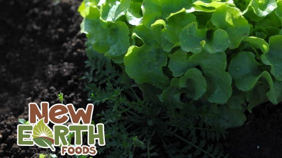 Production locale : Innodis commercialise le légume bio New Earth™