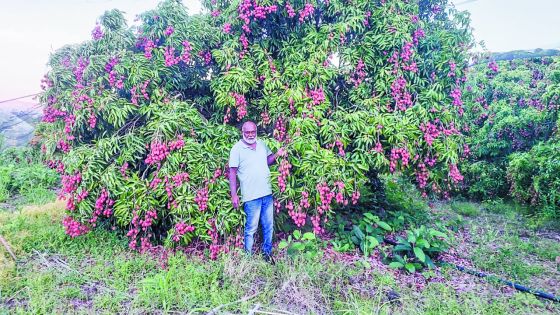 Letchis : la récolte s’annonce bonne 