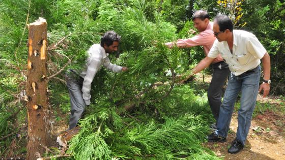Des milliers de sapins inondent le marché