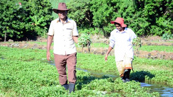 Au cœur du village de Constance : étouffée de cresson