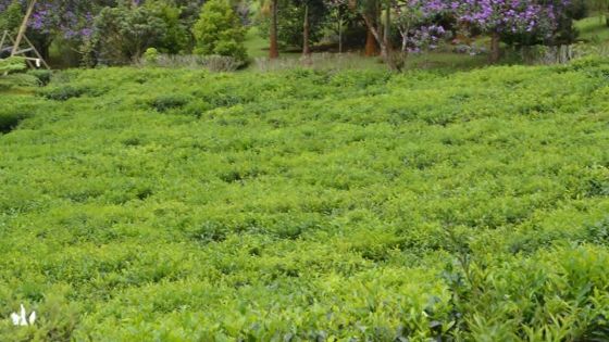 Faute de WAP : pas de travailleurs à l'usine pour des tonnes de feuilles de thé