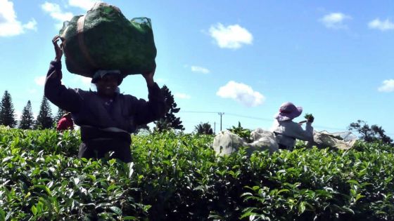 Board of Investment : des projets de plus de Rs 7 Md à l’étude