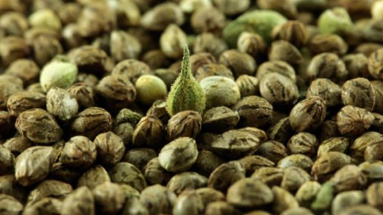 Un détenu tente d’avaler 20 g de cannabis