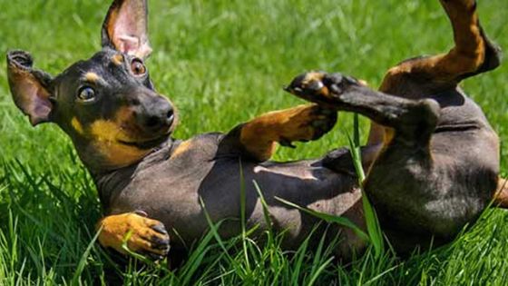 Pension pour animaux : un service qui prend de l’essor