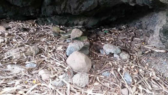 Trésor découvert à Rodrigues : un des découvreurs assure que ce n’est pas le trésor de La Buse