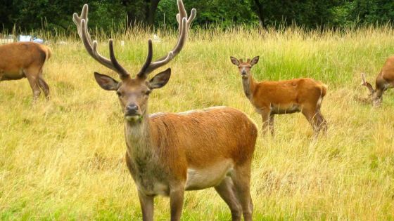 Arrêt de la chasse: le prix de la viande de cerf ne devrait pas augmenter