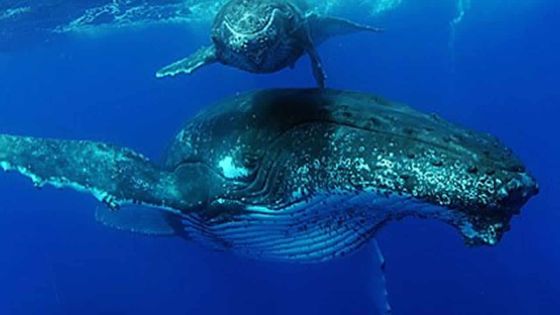 Nage aux côtés des baleines - Hugues Vitry : «Stop au harcèlement de nos cachalots»