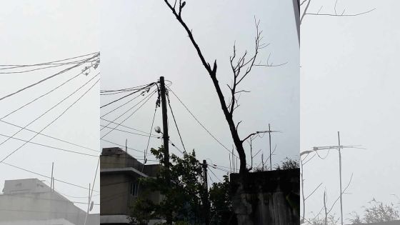 À Forest-Side : un vieux filao suscite l’inquiétude