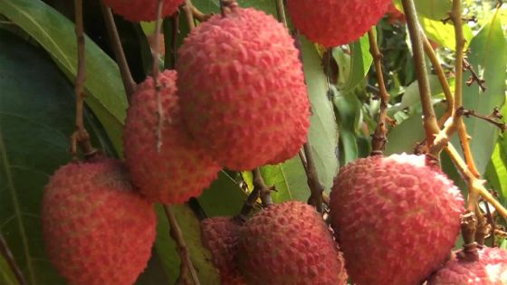 Agro-industrie : 13 000 à 15 000 tonnes de letchis attendues