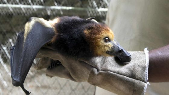 Abattage de chauves-souris : tirs et détonations chaque soir à Beau-Bassin ?