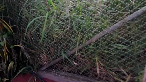 Insalubrité : un terrain de la WMA gêne une habitante de Bambous