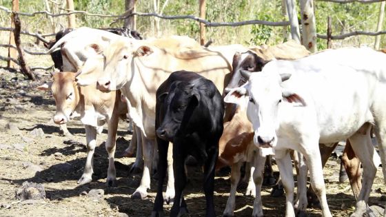 Fièvre aphteuse: 2547 bêtes abattues