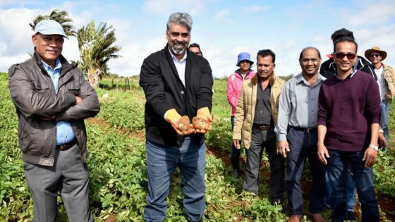 Recherches à Maurice : des pommes de terre clonées bientôt en production