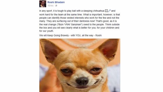 Sur Facebook : Le «sleeping chihuahua» de Roshi Bhadain