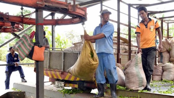 Consommation : 200 tonnes de thé en moins sur le marché