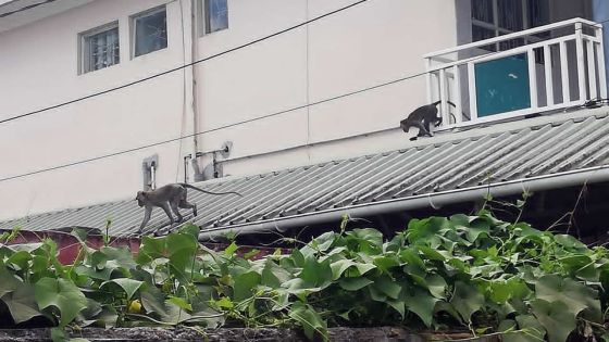 À Beau-Bassin : les singes en vadrouille font la loi