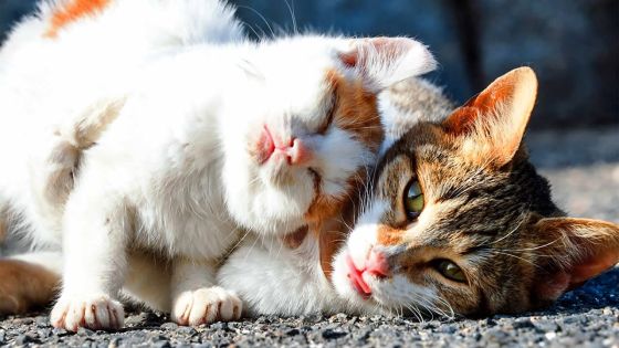 Par manque de vétérinaires à la MSAW : il attend de faire stériliser ses chats depuis plus de deux mois