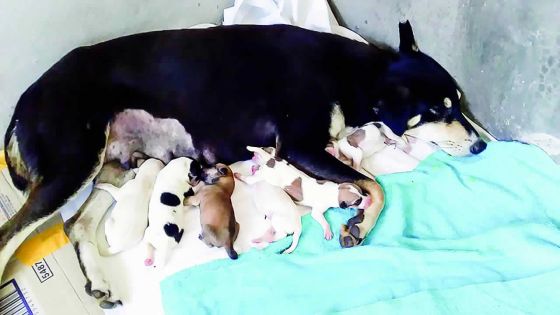 À Allée Brillant, Curepipe : des chiens errent en pleine rue bien qu’ayant un propriétaire 