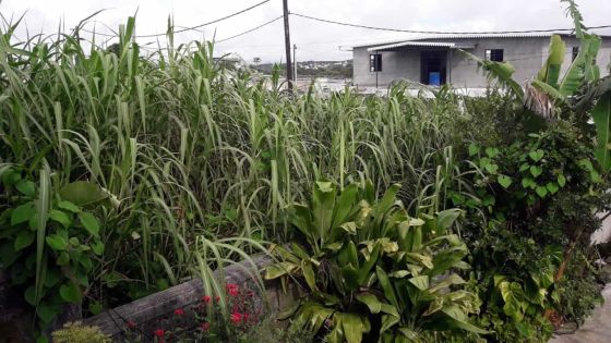 Camp-Caval, Curepipe : un terrain en friche appartenant à la CWA devient un repairepour les malfrats