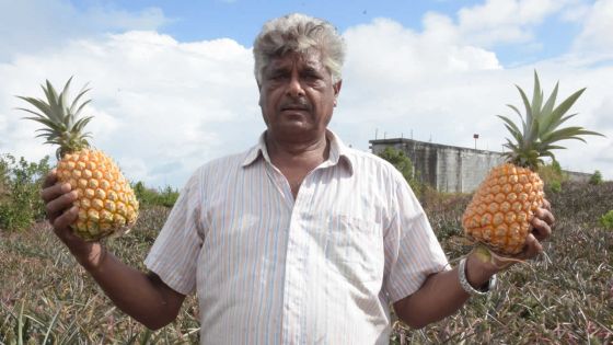 L’ananas à la manière de chez nous 