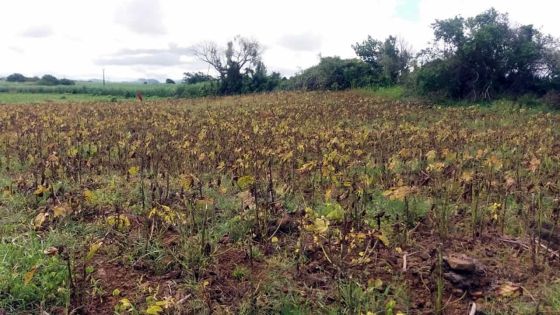 Méprise dans des produits : une récolte estimée à Rs 350 000 part en fumée