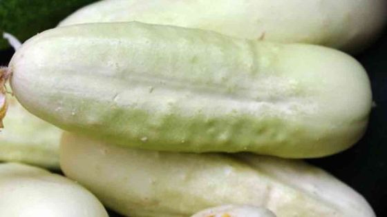 Vol de 200 concombres à Petit-Raffray : deux suspects passent aux aveux