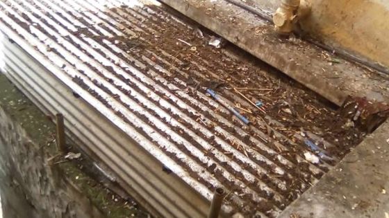 Les pigeons... une véritable nuisance