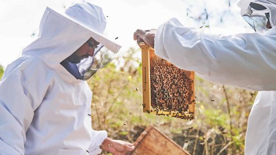 Voyage doré au pays des abeilles