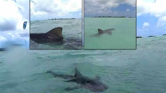 Fermes aquacoles dans l’Ouest : les protestataires craignent une invasion de requins