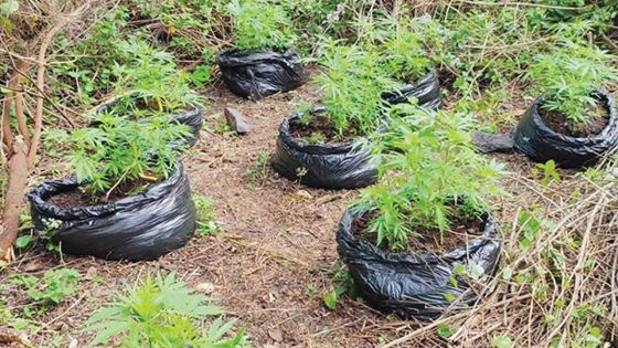 Dans le Nord : un cultivateur de cannabis arrêté