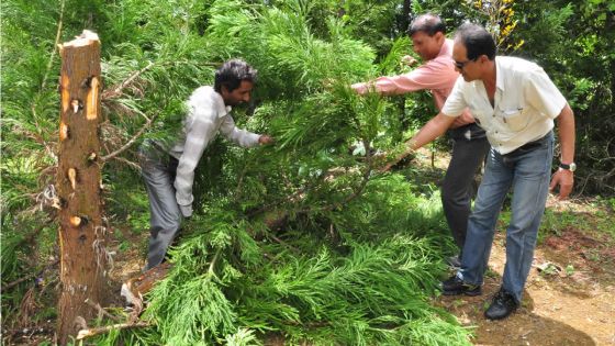 Tout savoir sur la culture des sapins